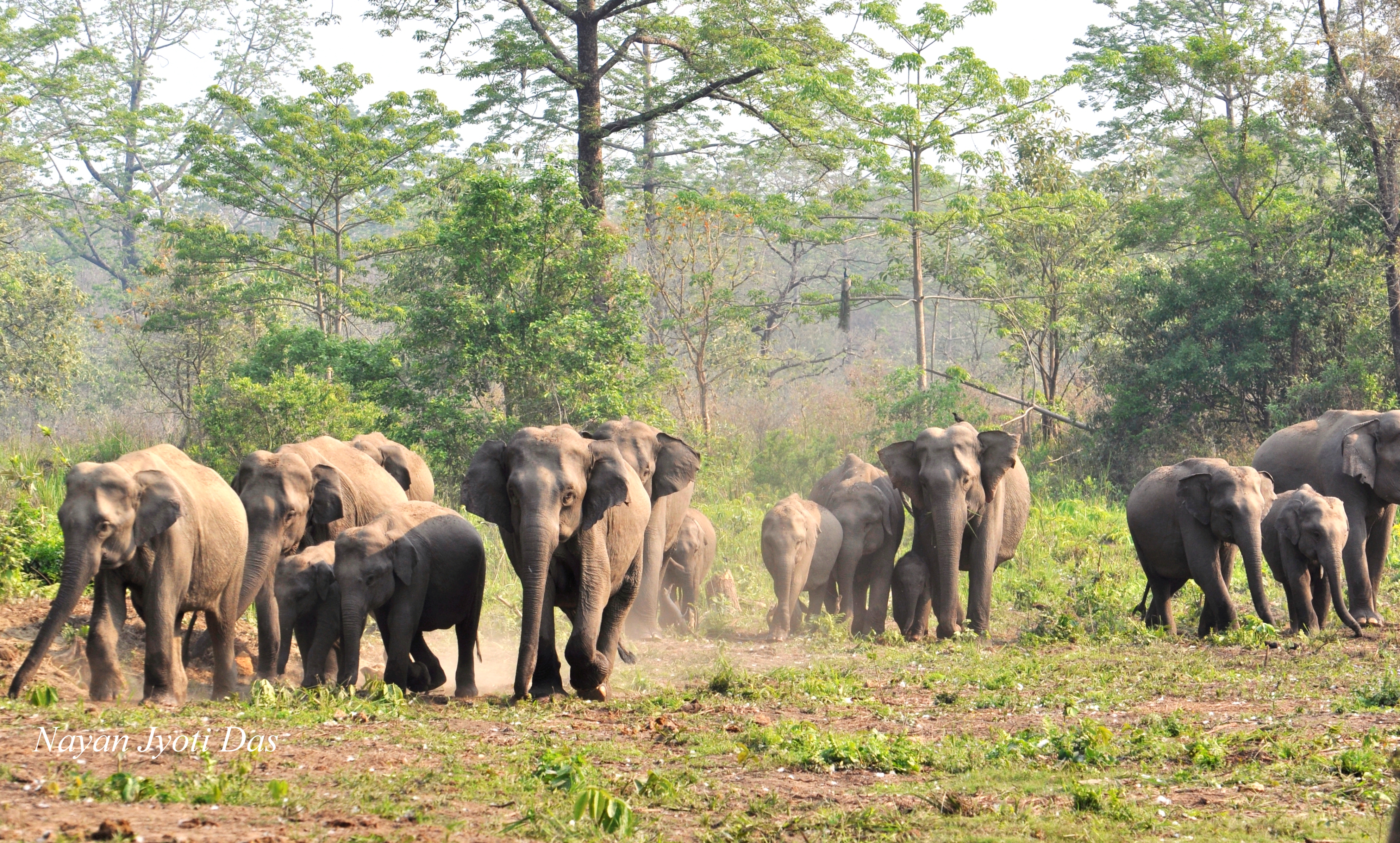 Manas National Park | Sahapedia